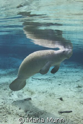 Manatee in Florida.  These guys are just soooooo cute! by Maria Munn 